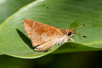 Arnetta atkinsoni--26- Chiang Dao - 15/02/26