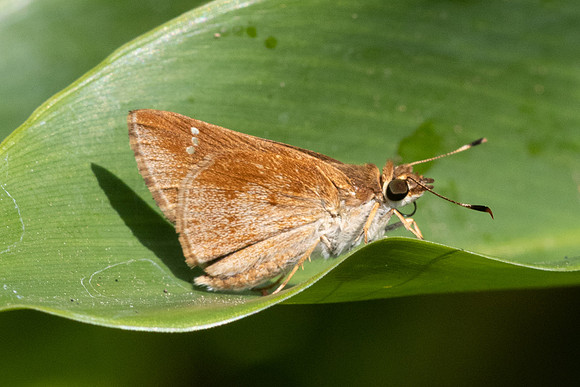 Arnetta atkinsoni--26- Chiang Dao - 15/02/26