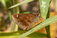 Astictopterus jama--15- Chiang Dao - 9/02/26
