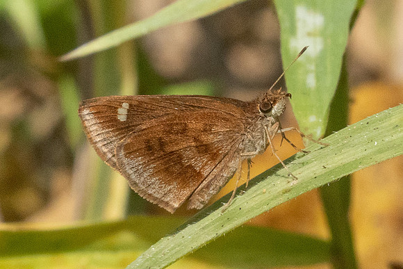 Astictopterus jama--15- Chiang Dao - 9/02/26