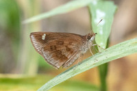 Astictopterus jama--13 - Chiang Dao - 9/02/26