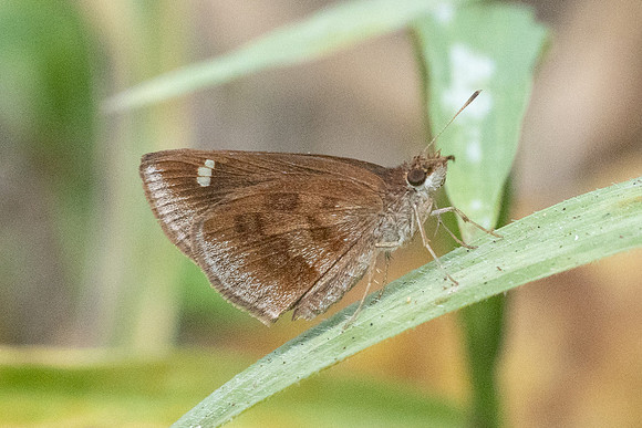 Astictopterus jama--13 - Chiang Dao - 9/02/26