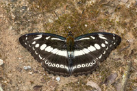 Athyma asura--2- Chiang Dao - 9/02/26