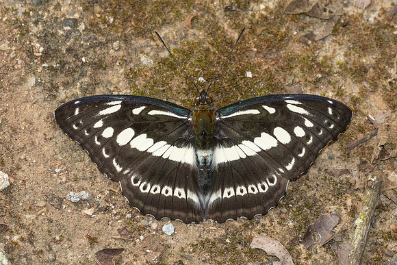 Athyma asura--2- Chiang Dao - 9/02/26