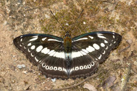 Athyma asura- - Chiang Dao - 9/02/26