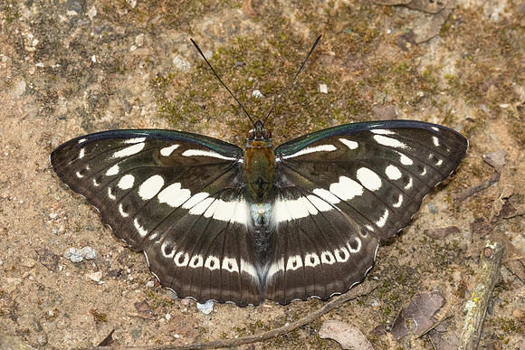 Athyma asura- - Chiang Dao - 9/02/26