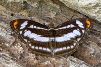 Athyma nefte-8463 - Chiang Dao - 9/02/26