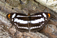 Athyma nefte-8469- Chiang Dao - 8/02/26