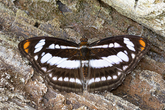 Athyma nefte-8469- Chiang Dao - 8/02/26