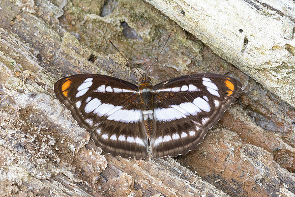 Athyma nefte-8471 - Chiang Dao - 8/02/26