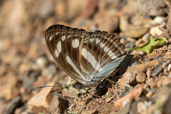 Athyma pravara-7927 - Chiang Dao - 7/02/26