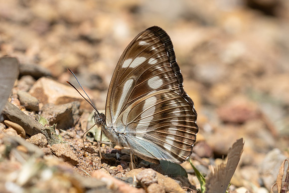 Athyma pravara-7929 - Chiang Dao - 7/02/26