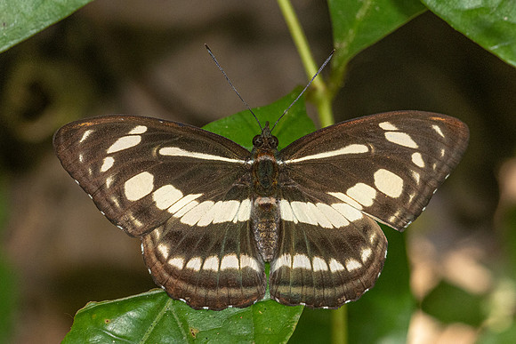 Athyma pravara-8006 - Chiang Dao - 7/02/26