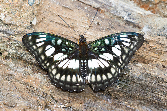 Athyma ranga-8517- Chiang Dao - 8/02/26