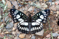 Athyma ranga-7803 - Chiang Dao - 7/02/26