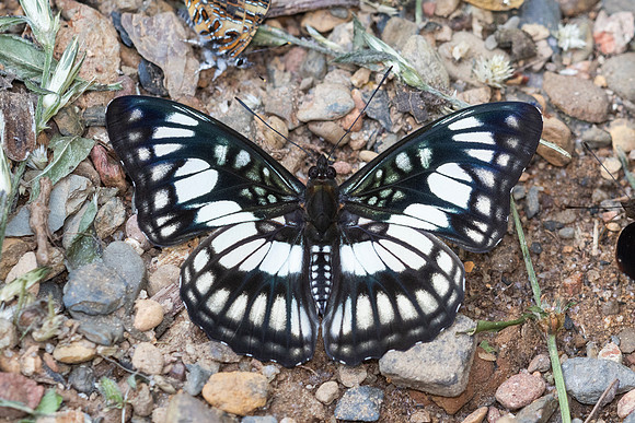 Athyma ranga-7803 - Chiang Dao - 7/02/26