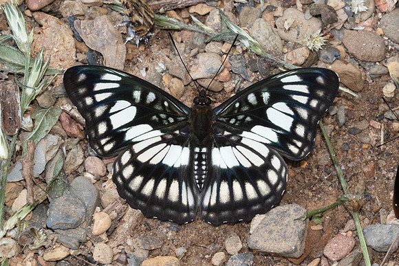 Athyma ranga-7809- Chiang Dao - 7/02/26