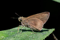 Baoris oceia-7941 - Chiang Dao - 7/02/26