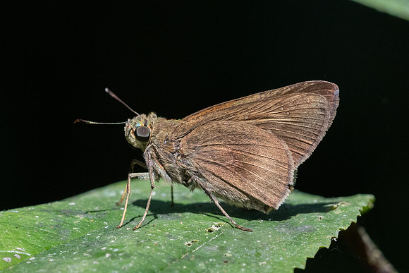 Baoris oceia-7941 - Chiang Dao - 7/02/26