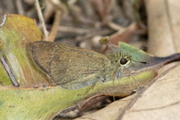 Borbo cinnara--5