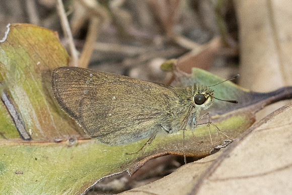Borbo cinnara--5