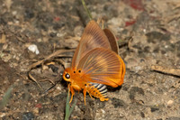 Burara harisa harisa-7413 - Chiang Dao - 7/02/26