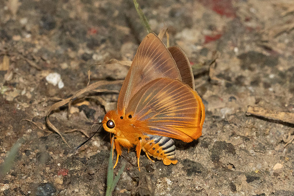 Burara harisa harisa-7413 - Chiang Dao - 7/02/26