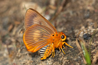 Burara harisa harisa-7421- Chiang Dao - 7/02/26
