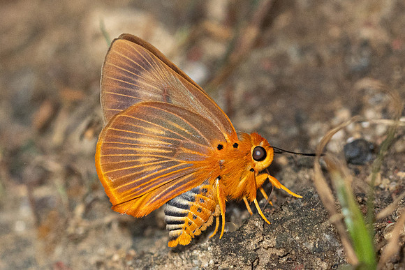 Burara harisa harisa-7421- Chiang Dao - 7/02/26
