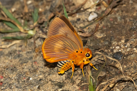 Burara harisa harisa-7416 - Chiang Dao - 7/02/26