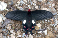 Byasa polyeuctes-8880 - Chiang Dao - 8/02/26