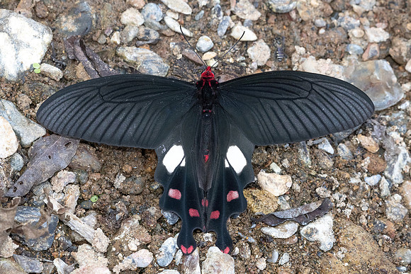 Byasa polyeuctes-8880 - Chiang Dao - 8/02/26