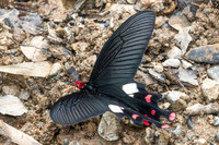 Byasa polyeuctes-8450 - Chiang Dao - 8/02/26