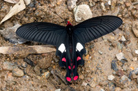 Byasa polyeuctes-8704 - Chiang Dao - 8/02/26