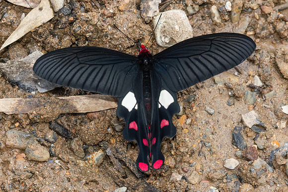 Byasa polyeuctes-8704 - Chiang Dao - 8/02/26