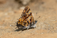 Catapaecilma subochrea a--5- Chiang Dao - 9/02/26
