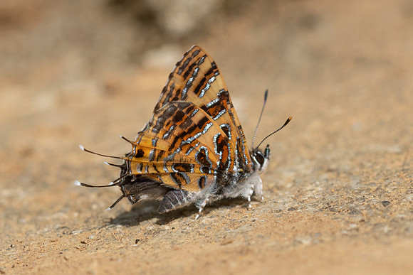 Catapaecilma subochrea a--5- Chiang Dao - 9/02/26