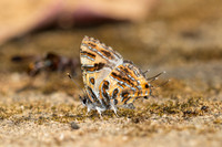 Catapaecilma subochrea a--36- Chiang Dao - 9/02/26
