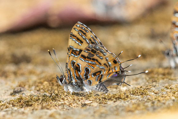 Catapaecilma subochrea a-3- Chiang Dao - 9/02/26
