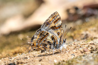 Catapaecilma subochrea a--39- Chiang Dao - 9/02/26