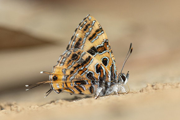 Catapaecilma subochrea--14- Chiang Dao - 9/02/26