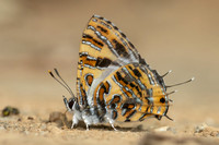Catapaecilma subochrea--13- Chiang Dao - 9/02/26
