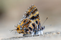 Catapaecilma subochrea--6- Chiang Dao - 9/02/26