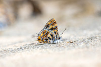 Catapaecilma subochrea--16- Chiang Dao - 9/02/26