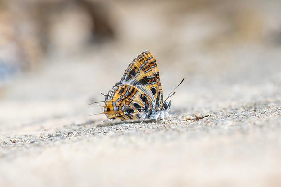 Catapaecilma subochrea--16- Chiang Dao - 9/02/26