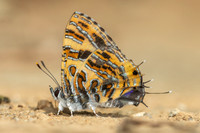 Catapaecilma subochrea--27- Chiang Dao - 9/02/26