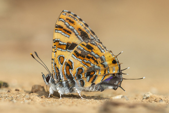 Catapaecilma subochrea--27- Chiang Dao - 9/02/26