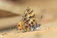 Catapaecilma subochrea--22- Chiang Dao - 9/02/26