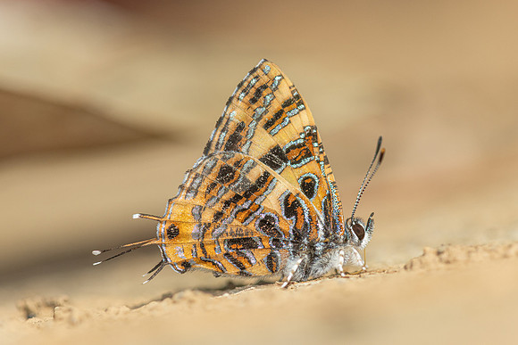 Catapaecilma subochrea--22- Chiang Dao - 9/02/26