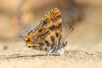 Catapaecilma subochrea--17- Chiang Dao - 9/02/26